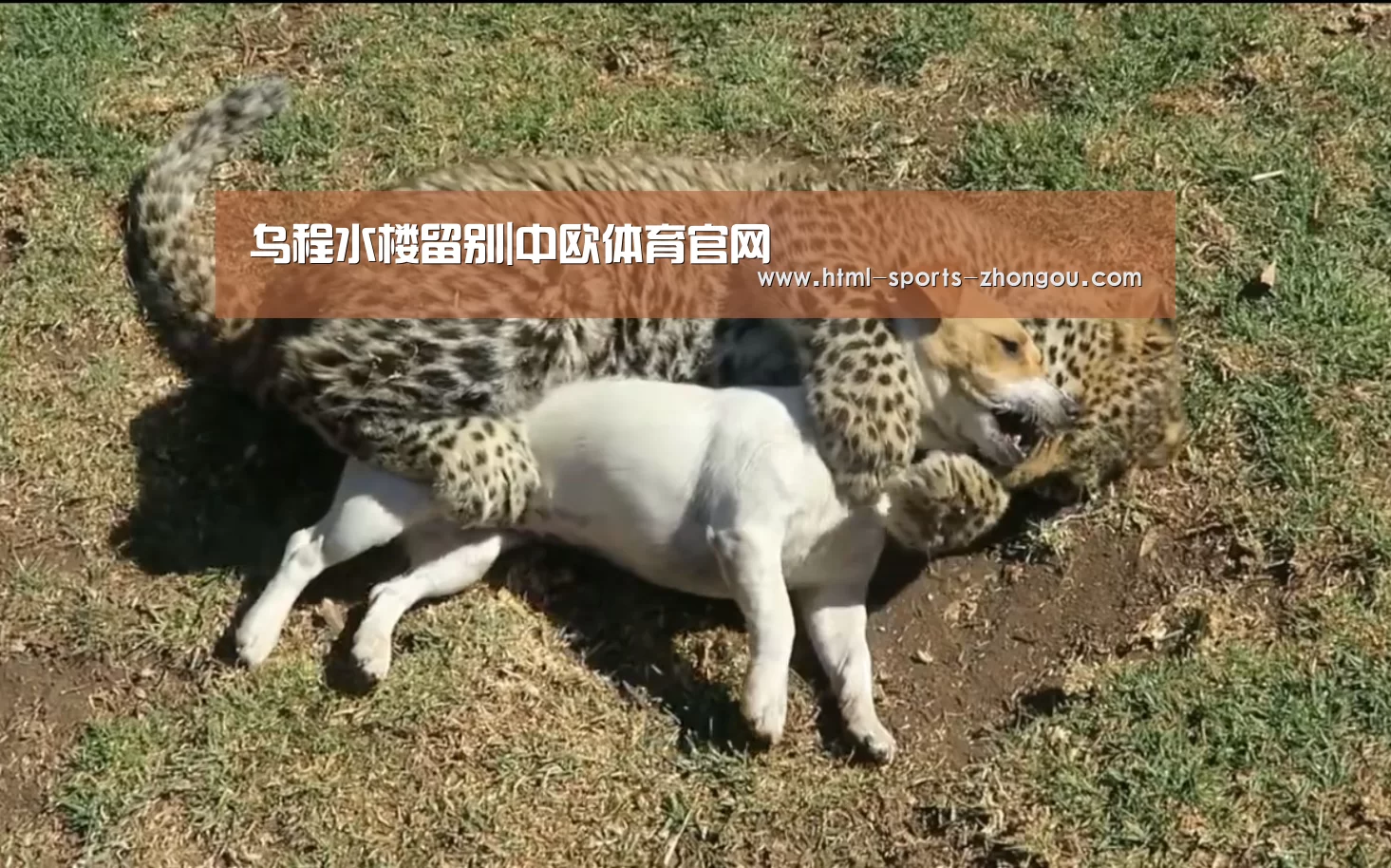 中欧体育官网